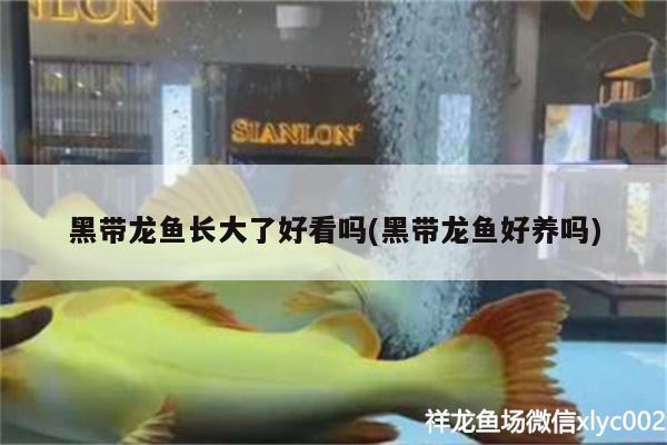 黑帶龍魚長大了好看嗎(黑帶龍魚好養(yǎng)嗎) 朱巴利魚苗