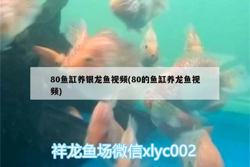 80魚缸養(yǎng)銀龍魚視頻(80的魚缸養(yǎng)龍魚視頻) 銀龍魚