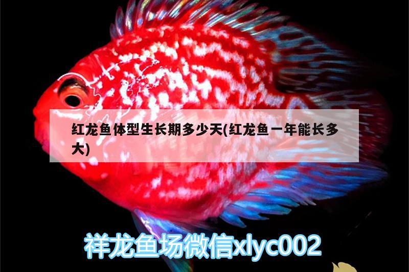 用水瓶自制魚缸視頻大全(如何用瓶子做魚缸視頻) 黃金達摩魚 第1張