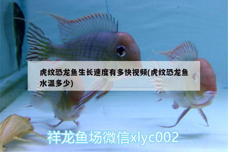 虎紋恐龍魚生長速度有多快視頻(虎紋恐龍魚水溫多少) 粗線銀版魚 第1張