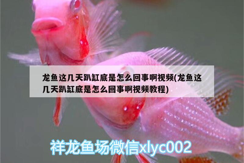 龍魚這幾天趴缸底是怎么回事啊視頻(龍魚這幾天趴缸底是怎么回事啊視頻教程)