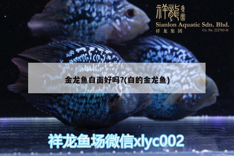 金龍魚白面好嗎?(白的金龍魚)