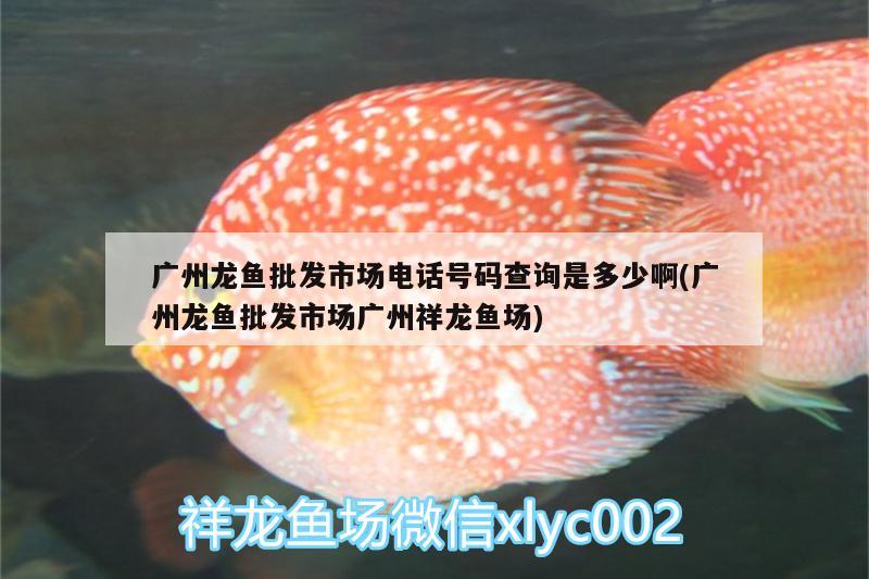 廣州龍魚批發(fā)市場(chǎng)電話號(hào)碼查詢是多少啊(廣州龍魚批發(fā)市場(chǎng)廣州祥龍魚場(chǎng)) 龍魚批發(fā)