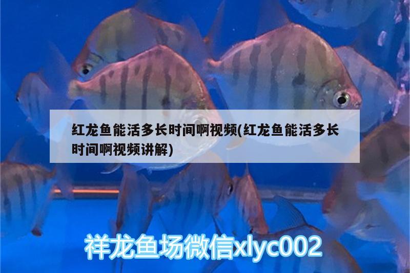 紅龍魚能活多長時間啊視頻(紅龍魚能活多長時間啊視頻講解)