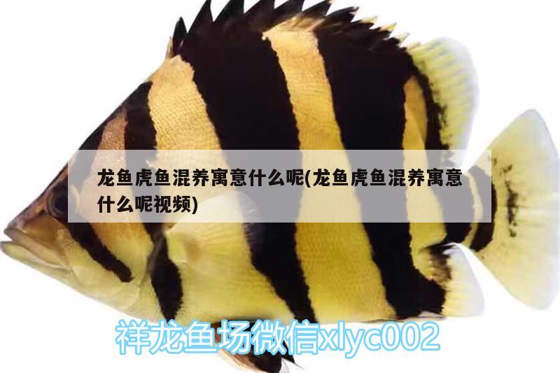 龍魚虎魚混養(yǎng)寓意什么呢(龍魚虎魚混養(yǎng)寓意什么呢視頻) 虎魚百科