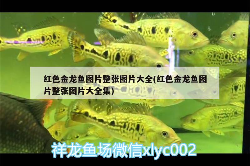 龍魚虎魚混養(yǎng)（精選問答） 委內(nèi)瑞拉奧里諾三間魚 第1張