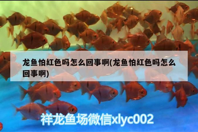 龍魚怕紅色嗎怎么回事啊(龍魚怕紅色嗎怎么回事啊) 魟魚百科