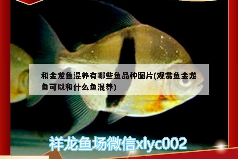 和金龍魚混養(yǎng)有哪些魚品種圖片(觀賞魚金龍魚可以和什么魚混養(yǎng))