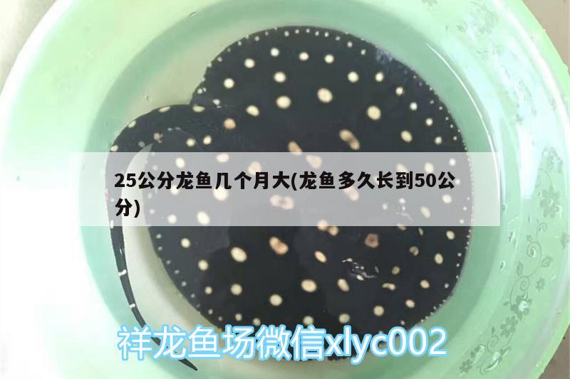 龍魚是什么東西：龍魚啥意思 廣州水族批發(fā)市場 第2張