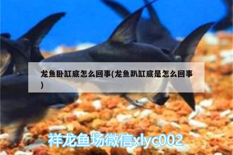 龍魚臥缸底怎么回事(龍魚趴缸底是怎么回事)