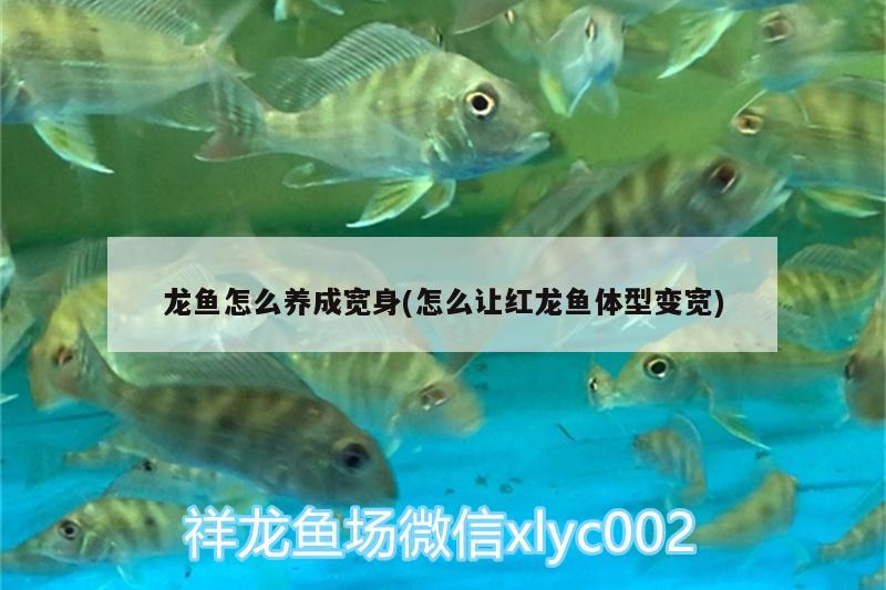 龍魚怎么養(yǎng)成寬身(怎么讓紅龍魚體型變寬)