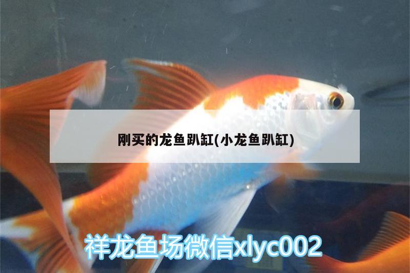 剛買的龍魚趴缸(小龍魚趴缸) B級過背金龍魚