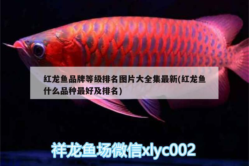 紅龍魚品牌等級(jí)排名圖片大全集最新(紅龍魚什么品種最好及排名) 造景/裝飾