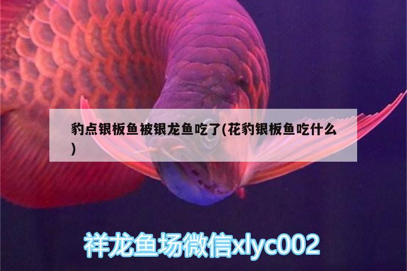 魚缸潛水泵什么牌子靜音效果好用 魚缸潛水泵什么牌子靜音效果好用呢 球鯊魚