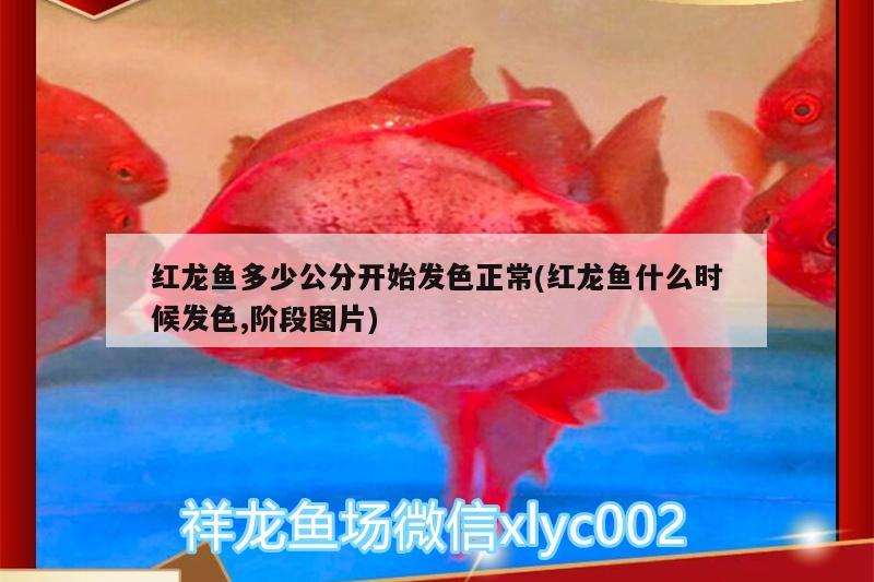 紅龍魚多少公分開(kāi)始發(fā)色正常(紅龍魚什么時(shí)候發(fā)色,階段圖片) 赤焰中國(guó)虎魚