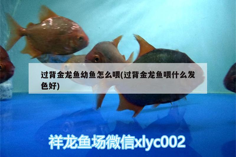 過背金龍魚幼魚怎么喂(過背金龍魚喂什么發(fā)色好)