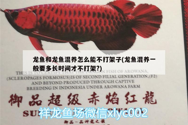 龍魚和龍魚混養(yǎng)怎么能不打架子(龍魚混養(yǎng)一般要多長(zhǎng)時(shí)間才不打架?) 生態(tài)瓶/創(chuàng)意缸/桌面微景缸