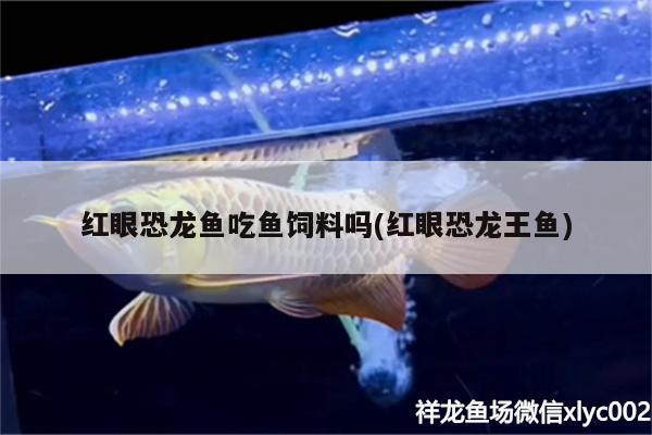 紅眼恐龍魚吃魚飼料嗎(紅眼恐龍王魚) 恐龍王魚