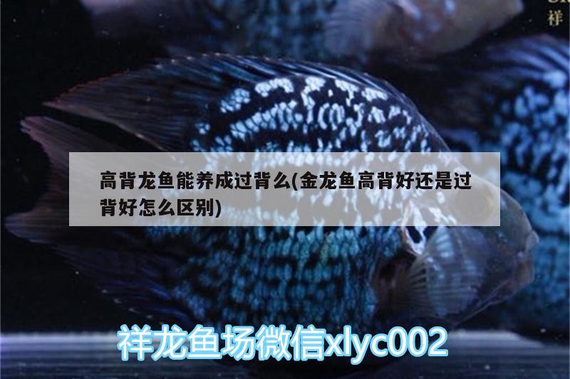 高背龍魚能養(yǎng)成過背么(金龍魚高背好還是過背好怎么區(qū)別) 印尼三紋虎