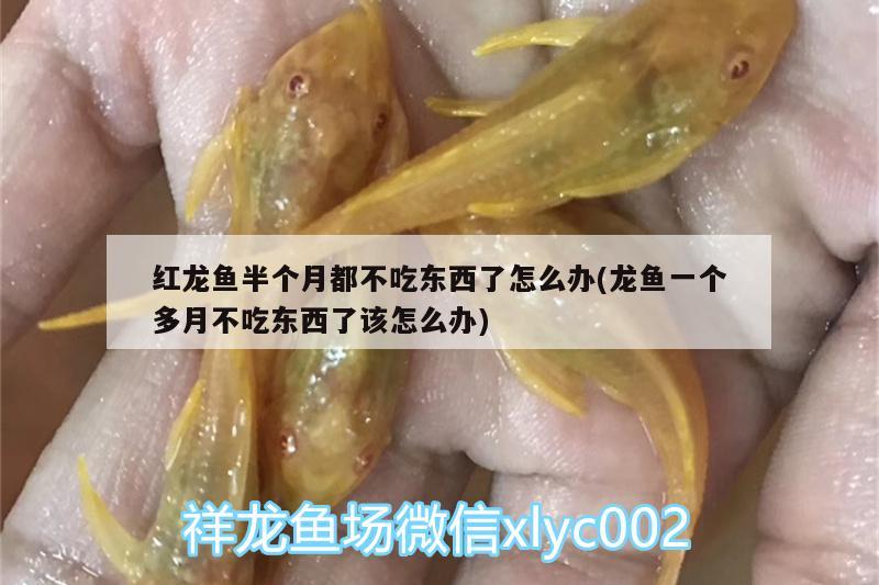 紅龍魚半個月都不吃東西了怎么辦(龍魚一個多月不吃東西了該怎么辦) 魚缸百科