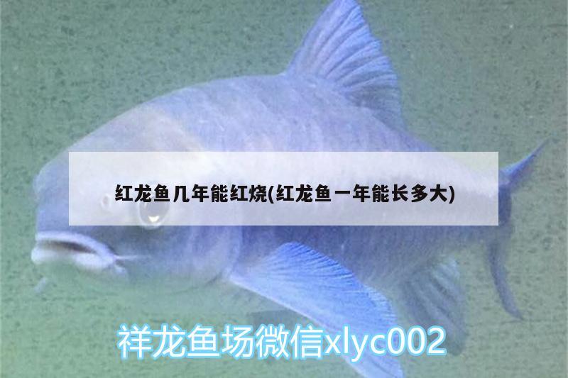 紅龍魚幾年能紅燒(紅龍魚一年能長多大) 祥龍水族護(hù)理水