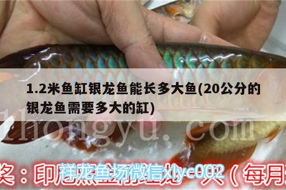 1.2米魚(yú)缸銀龍魚(yú)能長(zhǎng)多大魚(yú)(20公分的銀龍魚(yú)需要多大的缸) 銀龍魚(yú)百科