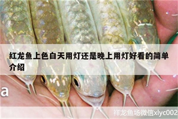 紅龍魚上色白天用燈還是晚上用燈好看的簡(jiǎn)單介紹 三間鼠魚苗