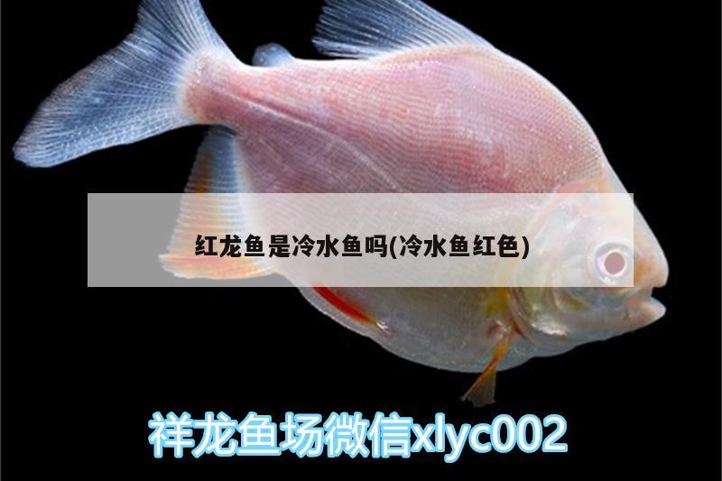 紅龍魚是冷水魚嗎(冷水魚紅色) 魚缸/水族箱