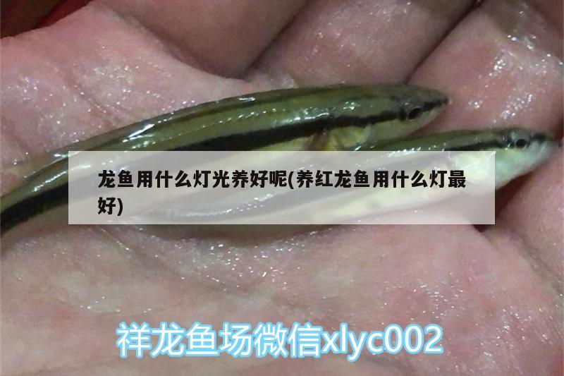 龍魚(yú)用什么燈光養(yǎng)好呢(養(yǎng)紅龍魚(yú)用什么燈最好) 大白鯊魚(yú)苗