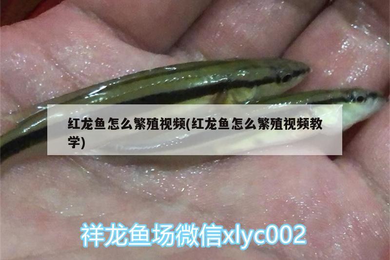 紅龍魚怎么繁殖視頻(紅龍魚怎么繁殖視頻教學) 巴西亞魚苗