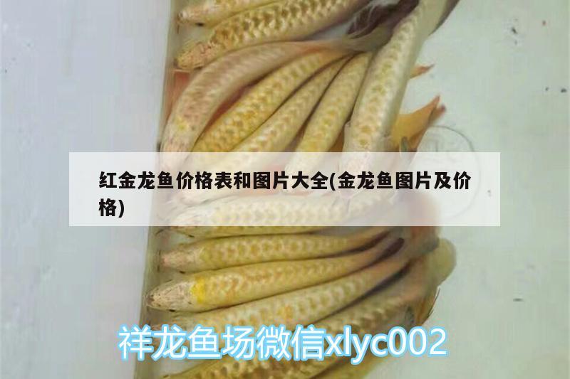 紅金龍魚價(jià)格表和圖片大全(金龍魚圖片及價(jià)格) 月光鴨嘴魚苗