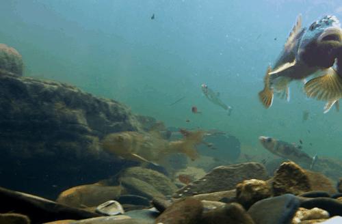 海象魚(yú)(海象魚(yú)每天都吃) 海象魚(yú)