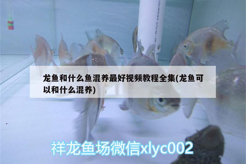 德陽(yáng)觀賞魚市場(chǎng)佳木斯魚友