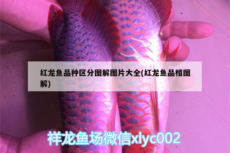 紅龍魚品種區(qū)分圖解圖片大全(紅龍魚品相圖解) 奈及利亞紅圓點狗頭