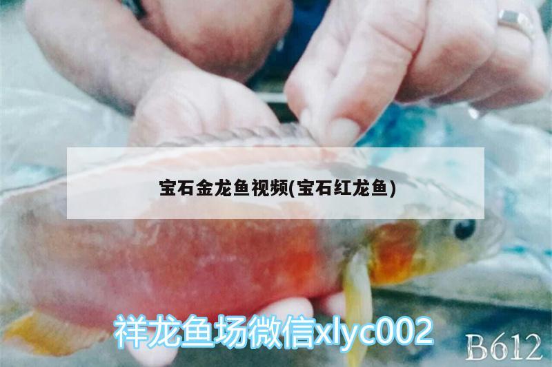 寶石金龍魚視頻(寶石紅龍魚) 白條過背金龍魚