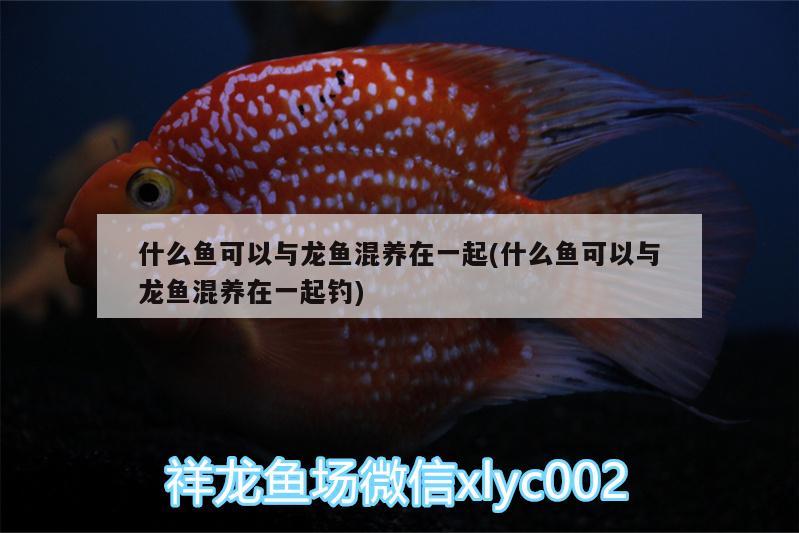 什么魚可以與龍魚混養(yǎng)在一起(什么魚可以與龍魚混養(yǎng)在一起釣)