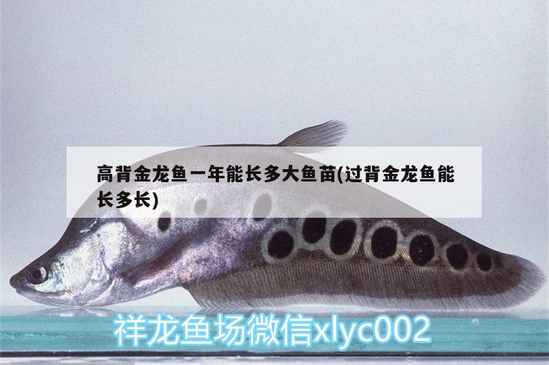 高背金龍魚一年能長多大魚苗(過背金龍魚能長多長) 高背金龍魚