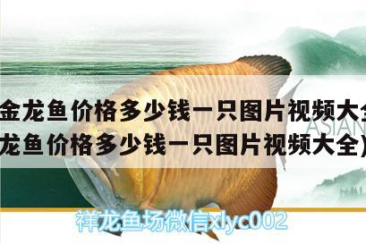 過背金龍魚價格多少錢一只圖片視頻大全(過背金龍魚價格多少錢一只圖片視頻大全) 過背金龍魚