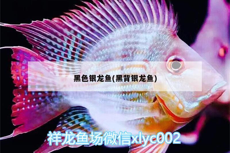 黑色銀龍魚(yú)(黑背銀龍魚(yú)) 銀龍魚(yú)百科