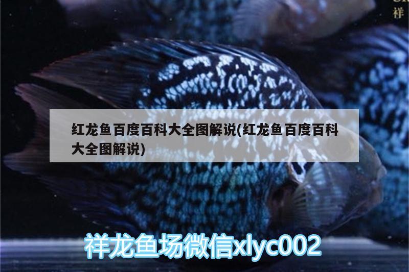 20公分紅龍魚苗怎樣養(yǎng)（10cm紅龍魚魚苗價(jià)格） 南美異型魚 第2張