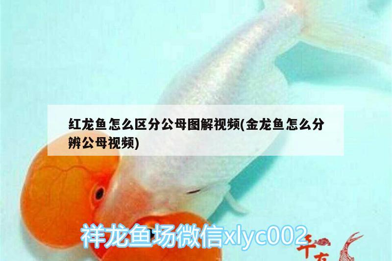 紅龍魚怎么區(qū)分公母圖解視頻(金龍魚怎么分辨公母視頻) 觀賞魚百科