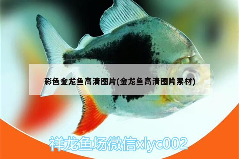 彩色金龍魚高清圖片(金龍魚高清圖片素材) 祥龍龍魚魚糧