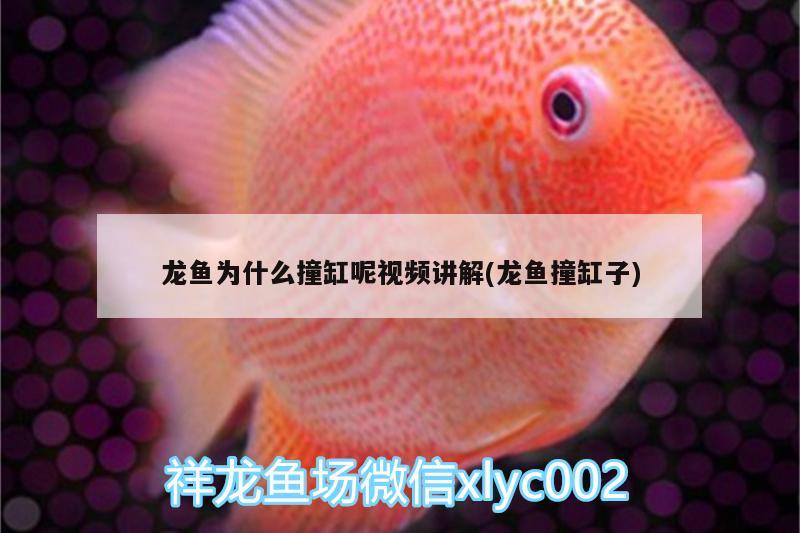 龍魚為什么撞缸呢視頻講解(龍魚撞缸子)