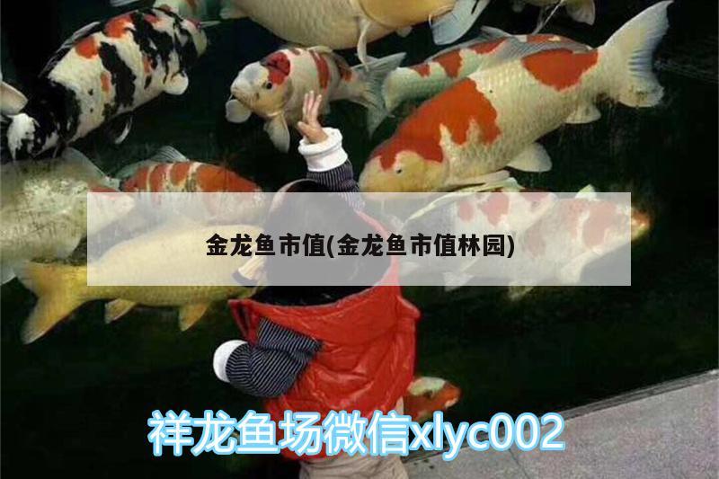 金龍魚市值(金龍魚市值林園) 祥龍進口元寶鳳凰魚