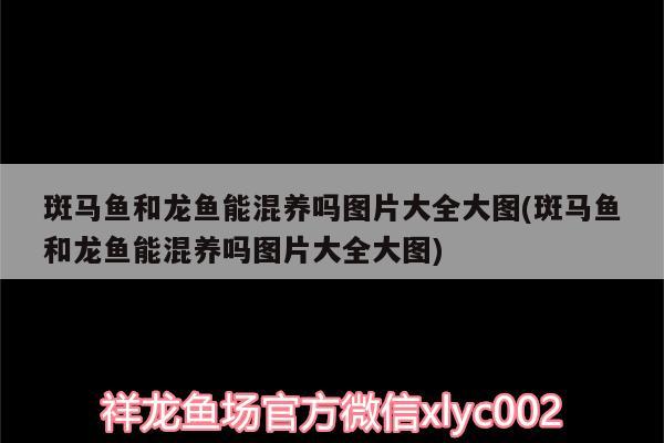 斑馬魚和龍魚能混養(yǎng)嗎圖片大全大圖(斑馬魚和龍魚能混養(yǎng)嗎圖片大全大圖) 女王大帆魚苗 第2張