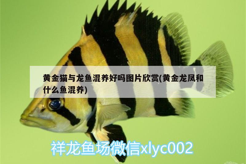 黃金貓與龍魚混養(yǎng)好嗎圖片欣賞(黃金龍鳳和什么魚混養(yǎng))