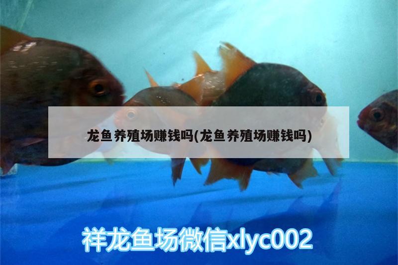 龍魚養(yǎng)殖場賺錢嗎(龍魚養(yǎng)殖場賺錢嗎)