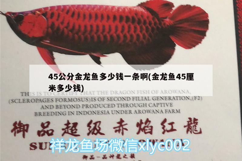 45公分金龍魚多少錢一條啊(金龍魚45厘米多少錢) 廣州水族批發(fā)市場