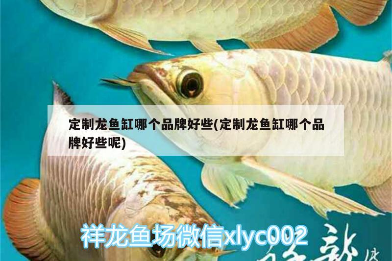 定制龍魚缸哪個(gè)品牌好些(定制龍魚缸哪個(gè)品牌好些呢) 虎魚百科