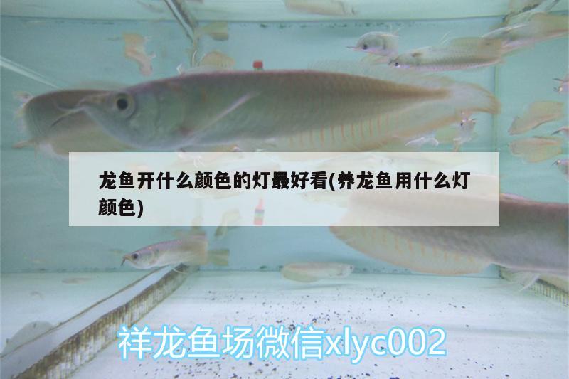 龍魚(yú)開(kāi)什么顏色的燈最好看(養(yǎng)龍魚(yú)用什么燈顏色)